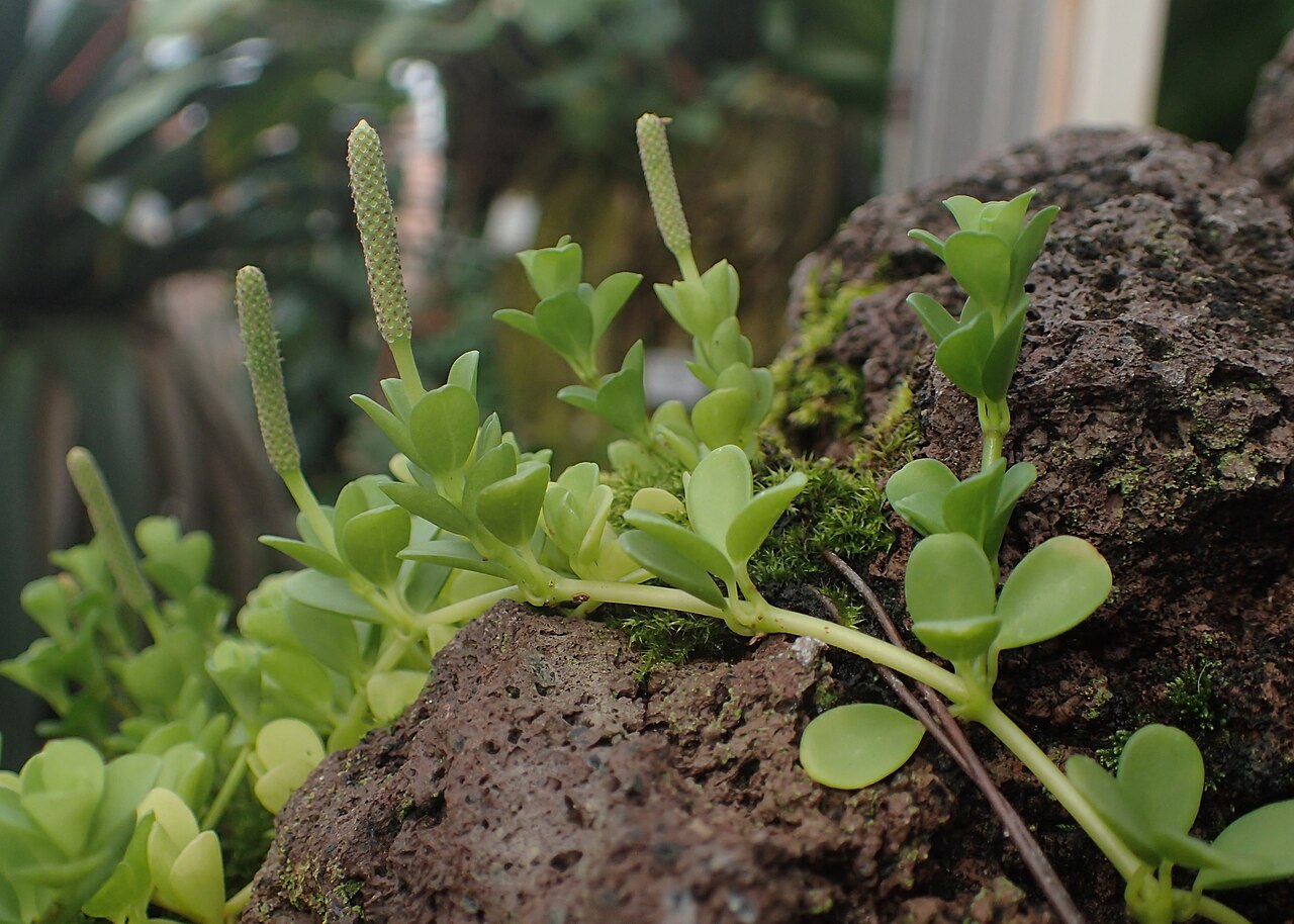 Peperomia hoffmannii: Peperomia hoffmannii in the Botanischer Garten, Berlin-Dahlem