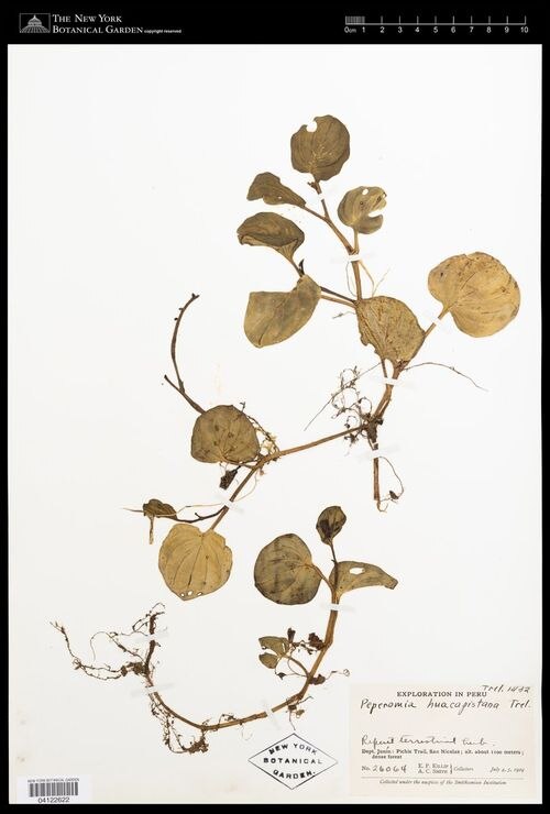Peperomia huacapistanana: species of peperomia