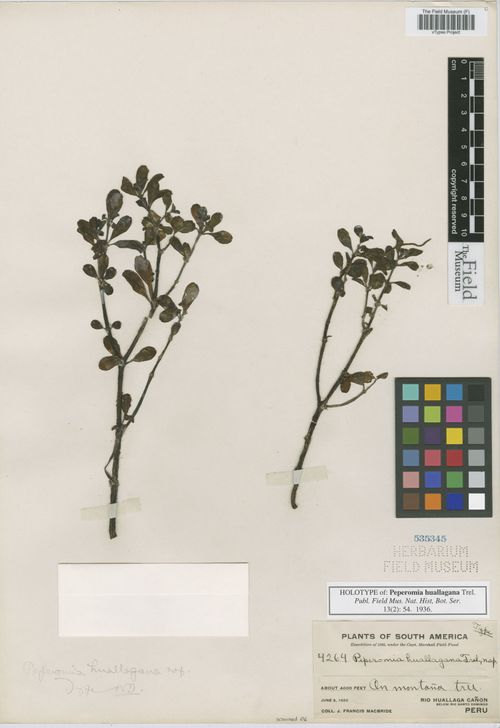Peperomia huallagana: species of peperomia