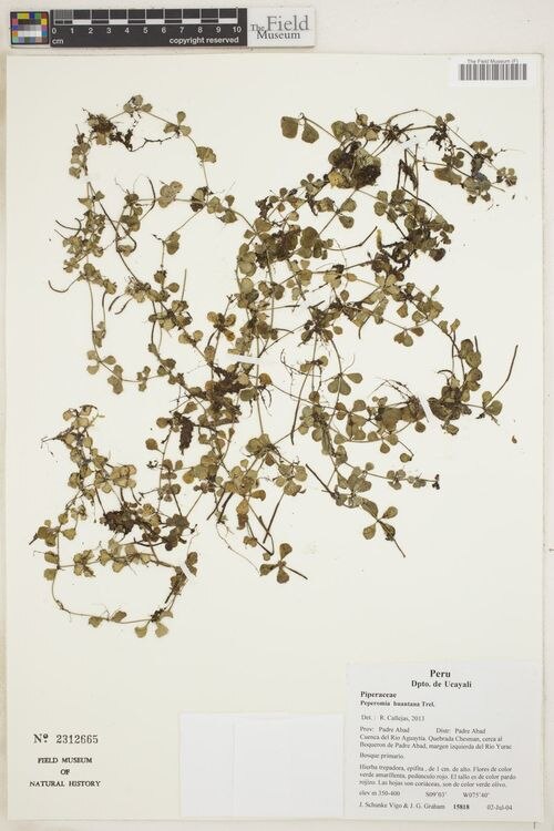 Peperomia huantana: species of peperomia