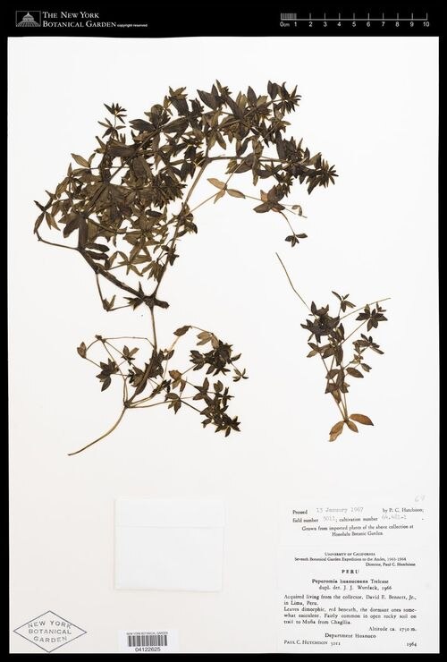 Peperomia huanucoana: species of peperomia