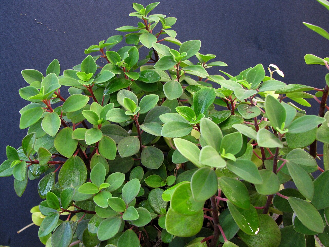 Polynesian peperomia: Low or Reddish peperomia Piperaceae Native to Florida (USA), Puerto Rico, Virgin Islands Endangered Oʻahu, Hawaiian Islands