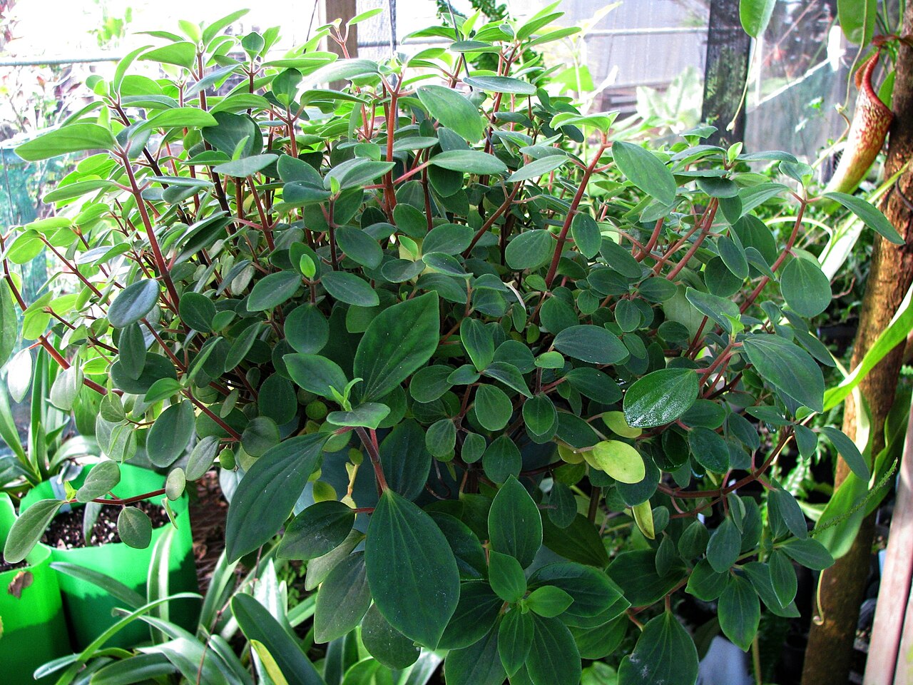 Polynesian peperomia: ʻAlaʻala wai nui or Arid-land peperomia Piperaceae Indigenous to the Hawaiian Islands Oʻahu (Cultivated) Early Hawaiians produced from the leaves and stems of P