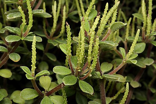 Peperomia hunteriana: Peperomia hunteriana