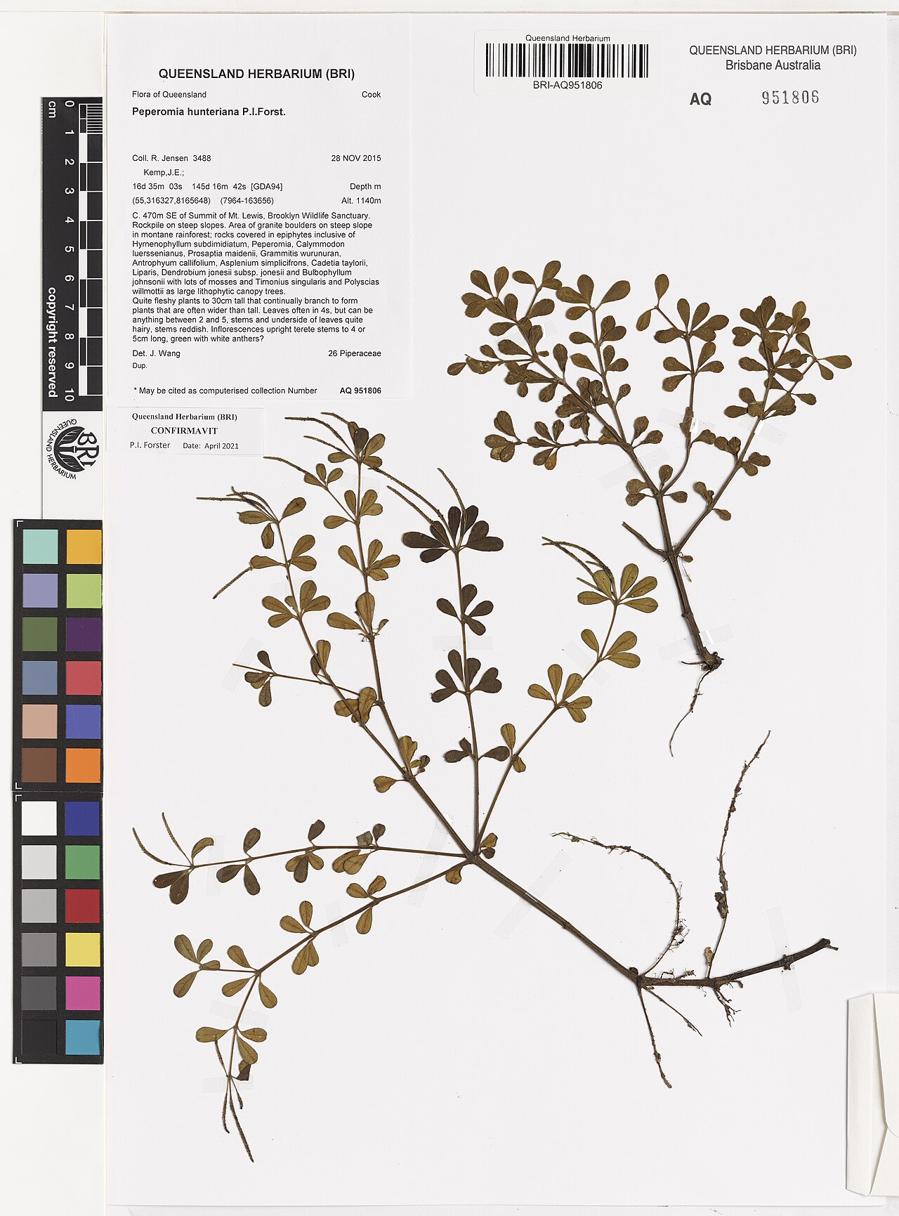 Peperomia hunteriana: Peperomia hunteriana herbarium specimen