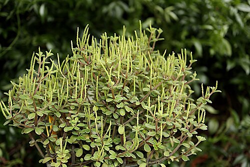 Peperomia hunteriana: Peperomia hunteriana