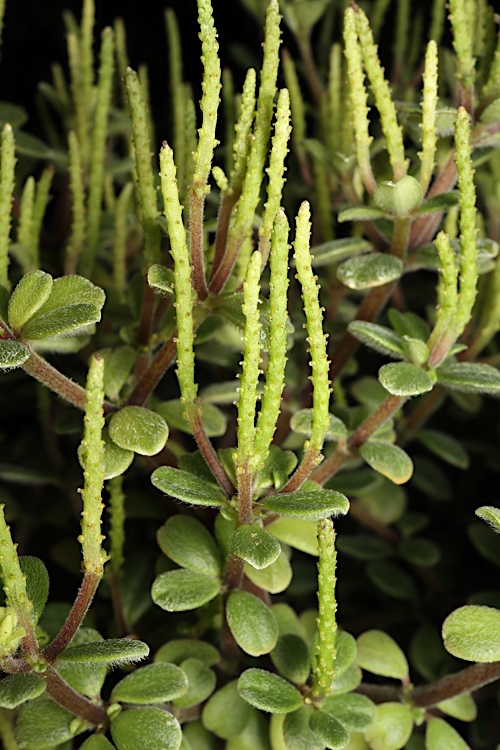 Peperomia hunteriana: Peperomia hunteriana