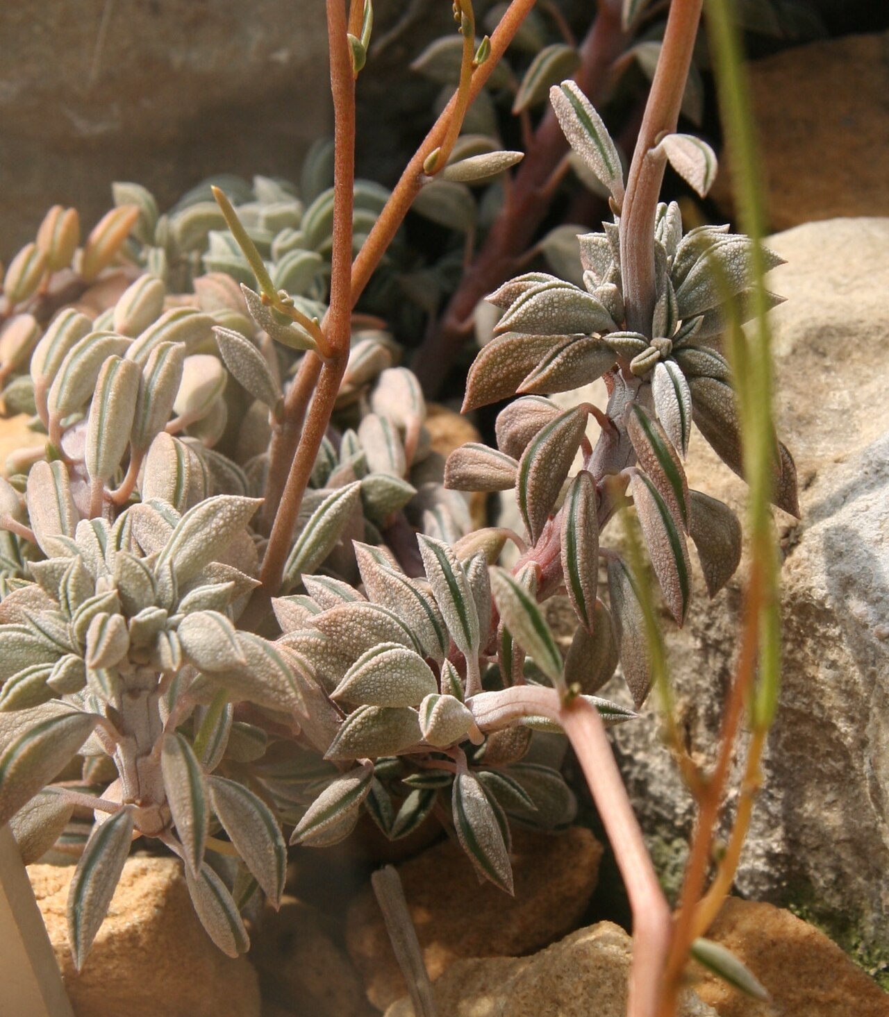 Peperomia hutchisonii: Peperomia hutchisonii im Botanischen Garten Dresden