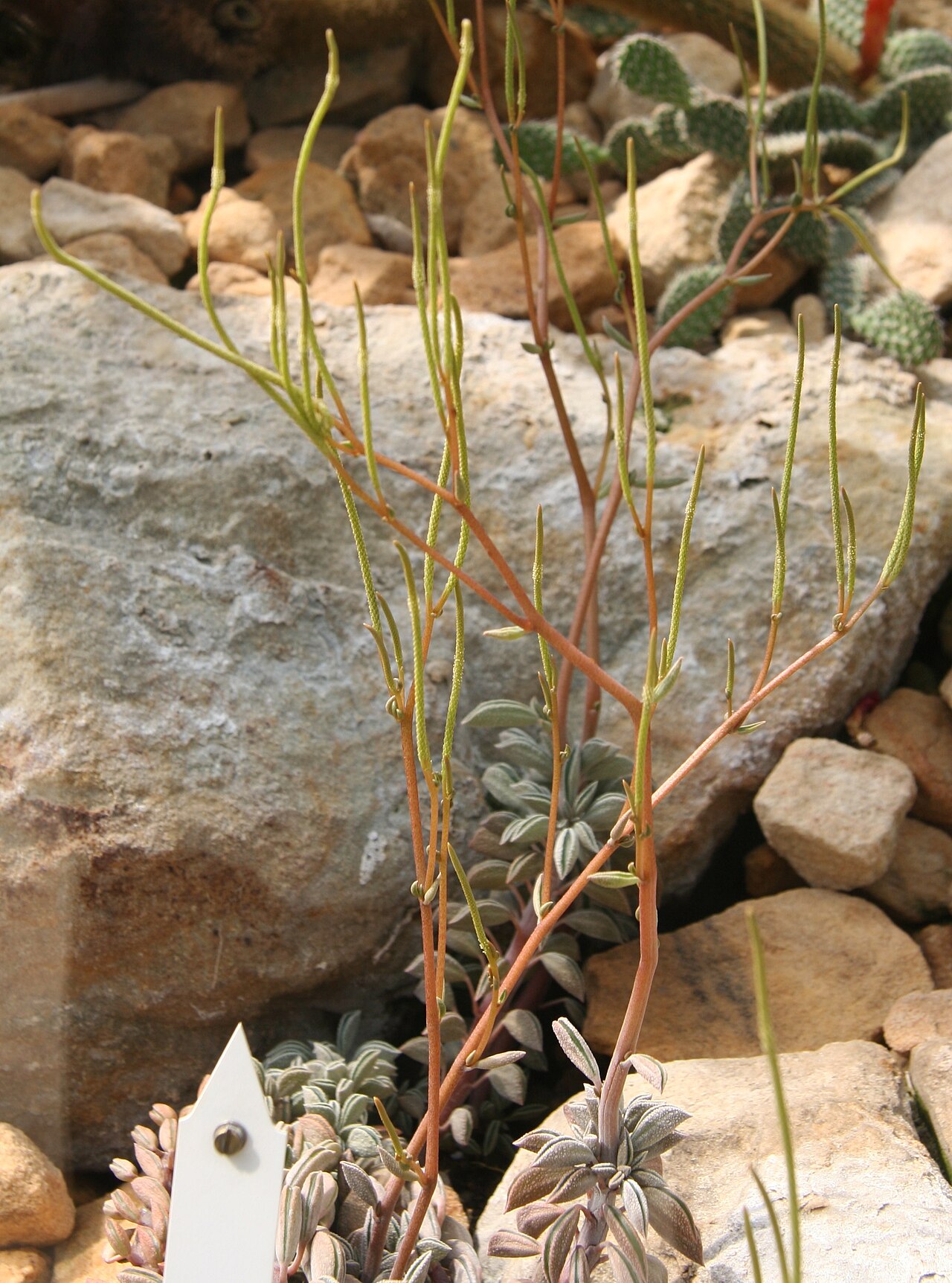 Peperomia hutchisonii: Peperomia hutchisonii im Botanischen Garten Dresden