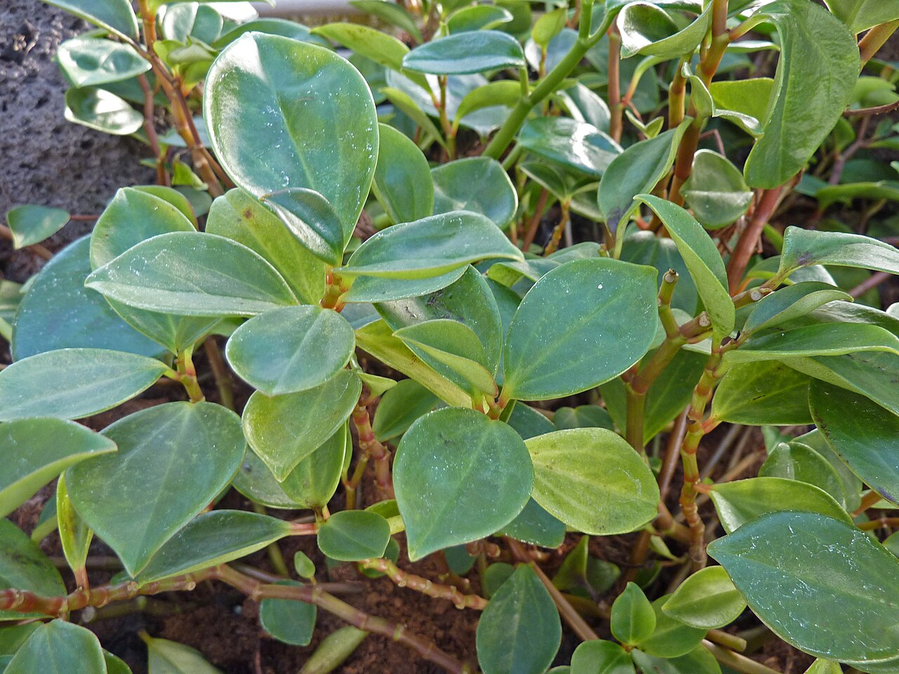 Peperomia hylophila: Peperomia hylophila in the Botanical Garden, Berlin
