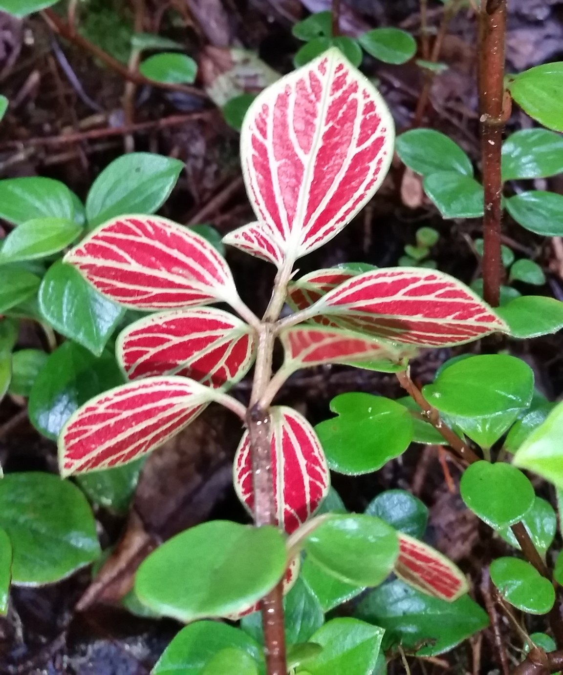 Thickleaf peperomia: Thickleaf Peperomia (Peperomia hypoleuca). Species of plant.