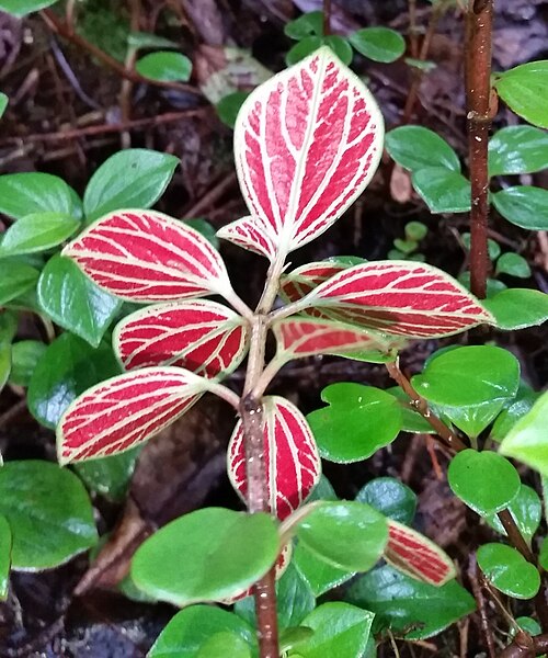 Thickleaf peperomia: Thickleaf Peperomia (Peperomia hypoleuca). Species of plant.