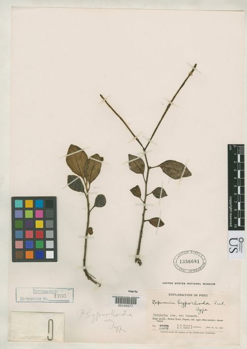 Peperomia hyporhoda: species of peperomia