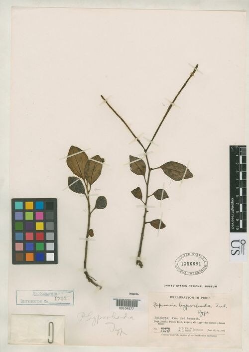 Peperomia hyporhoda: species of peperomia