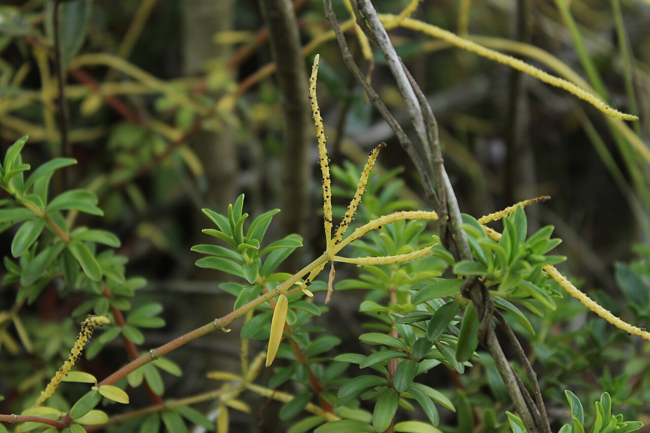Peperomia ilaloensis: Peperomia ilaloensis. Species of plant.