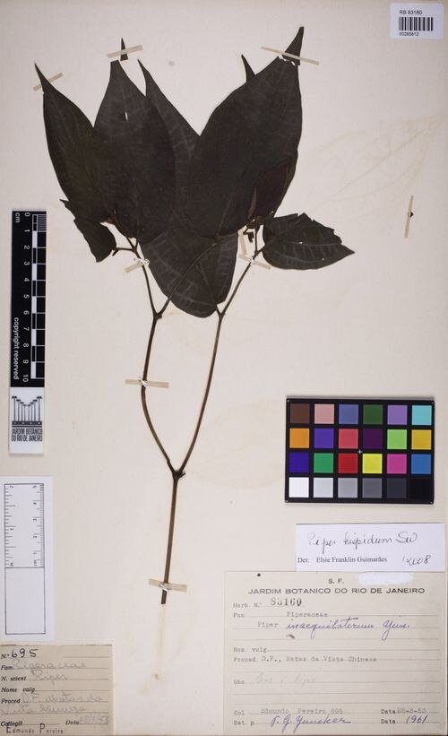 Peperomia inaequilatera: species of peperomia