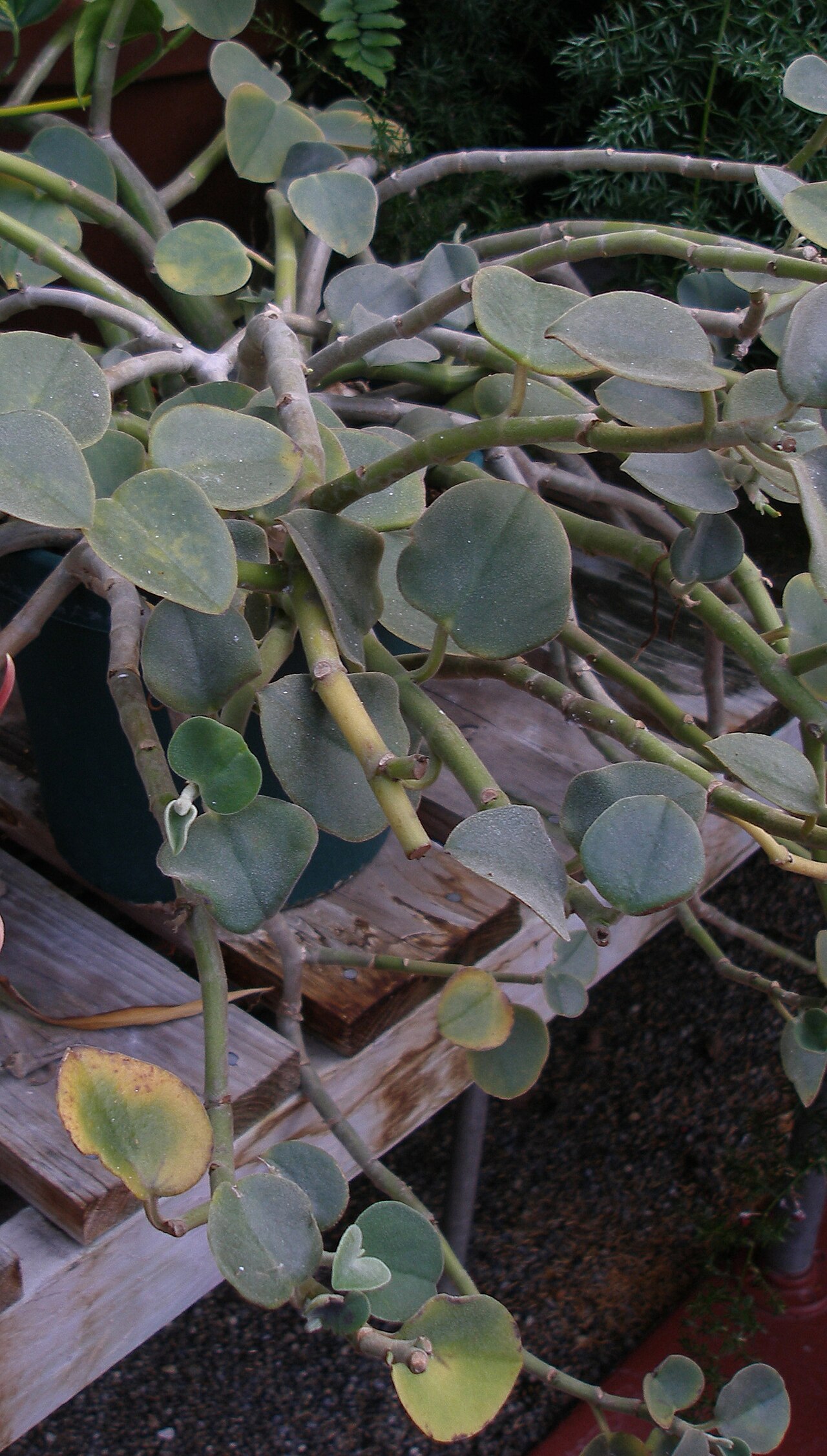 Peperomia incana: Peperomia incana