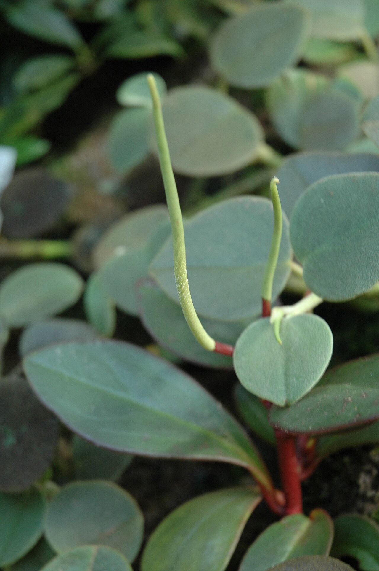 Peperomia incana: Leaves and spikes of Peperomia incana at Jena Botanical Garden, Germany