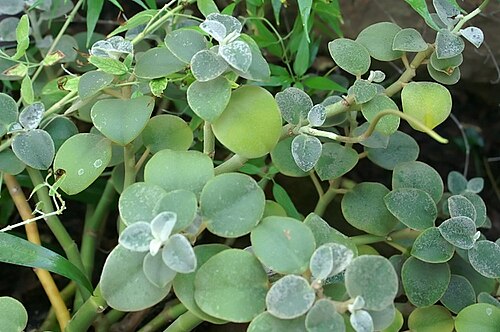 Peperomia incana: Location taken: United States Botanic Garden. Names: Peperomia incana A.Dietr. Classification: Plantae ><SP>Magnoliophyta > Magnoliopsida > Piperales > Piperace