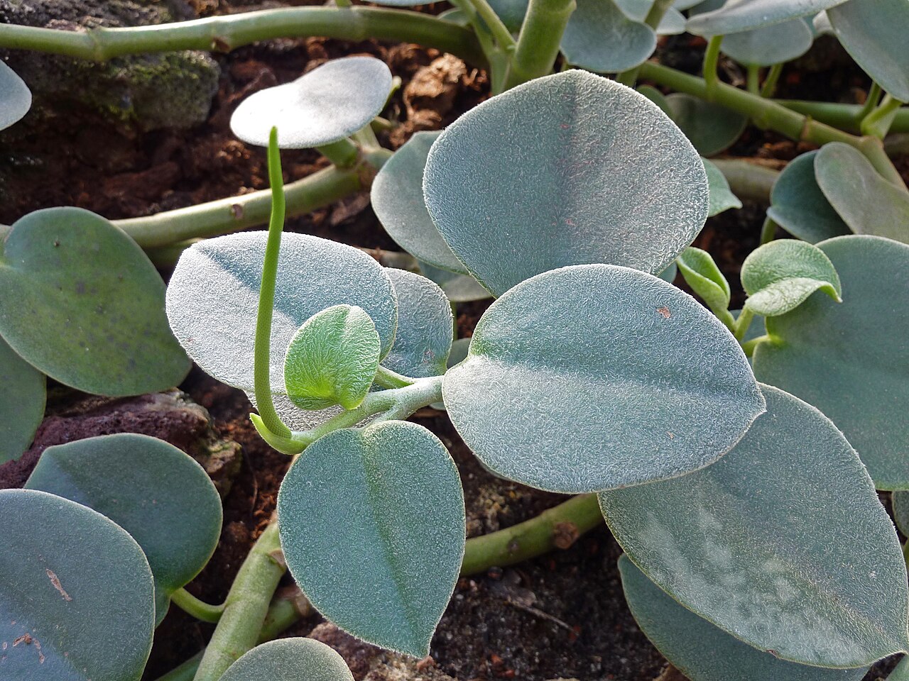 Peperomia incana: Peperomia incana in the Botanical Garden, Berlin.