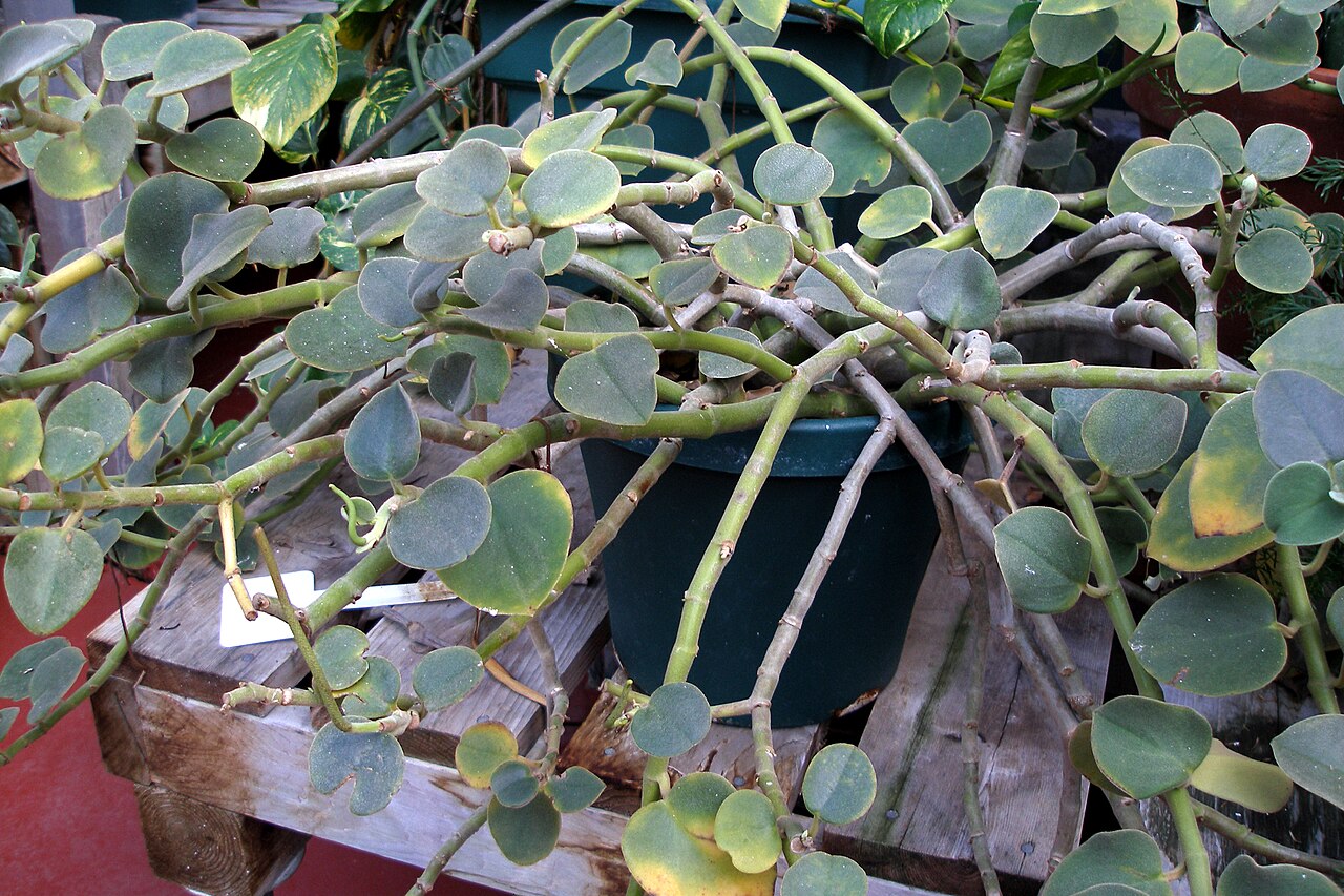 Peperomia incana: Peperomia incana