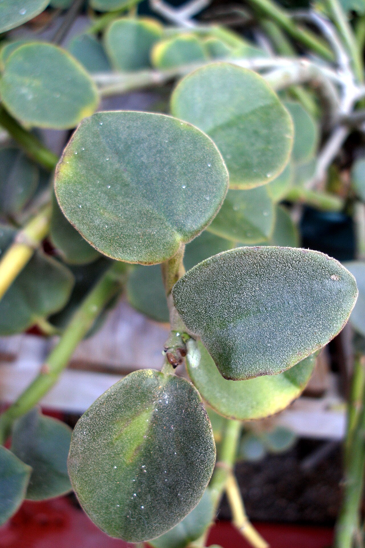 Peperomia incana: Peperomia incana