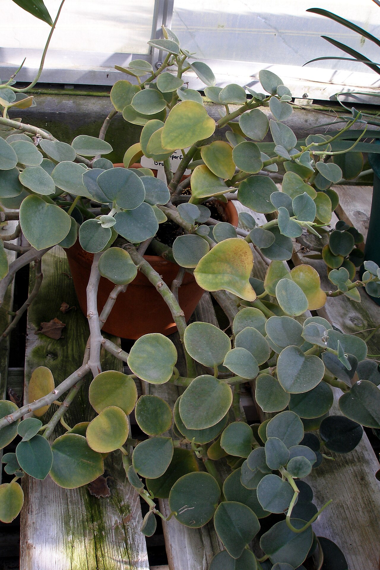 Peperomia incana: Peperomia incana
