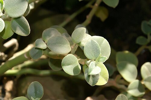 Peperomia incana: Location taken: United States Botanic Garden. Names: Peperomia incana A.Dietr. Classification: Plantae > Magnoliophyta > Magnoliopsida > Piperales > Piperaceae