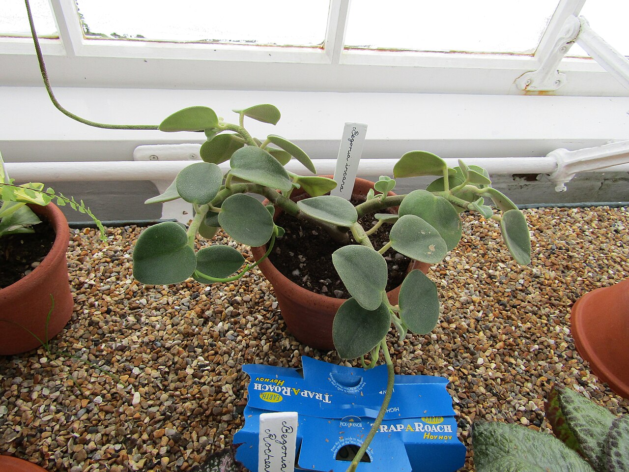 Peperomia incana: An early spring walk around West Dean Gardens near Singleton, West Sussex.