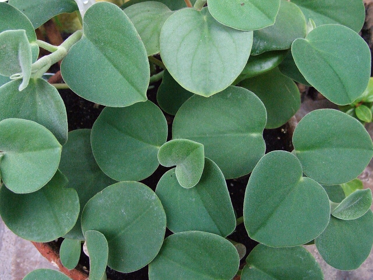 Peperomia incana: Peperomia incana