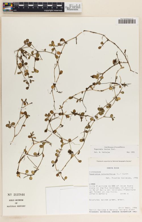 Peperomia incisa: species of peperomia
