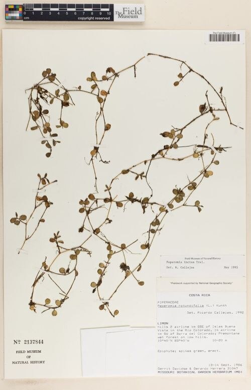 Peperomia incisa: species of peperomia