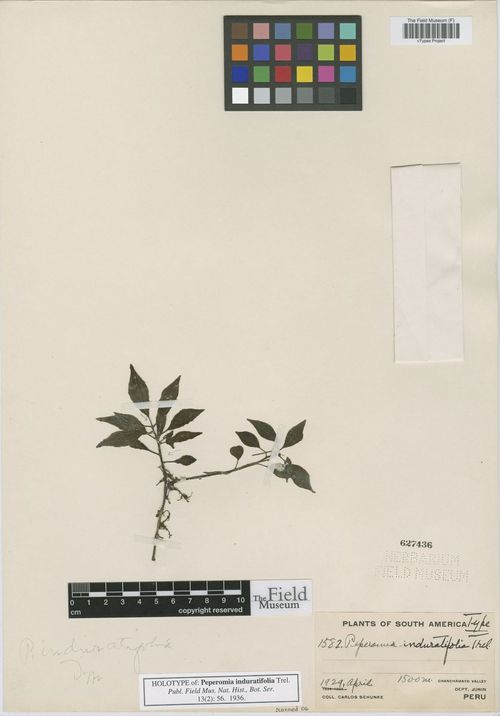 Peperomia induratifolia: species of Peperomia