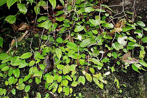 Peperomia insueta: Panama, Coclé, Antón, IVO El Valle de Anton