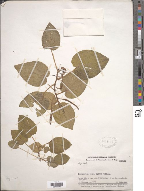 Peperomia itayana: species of peperomia