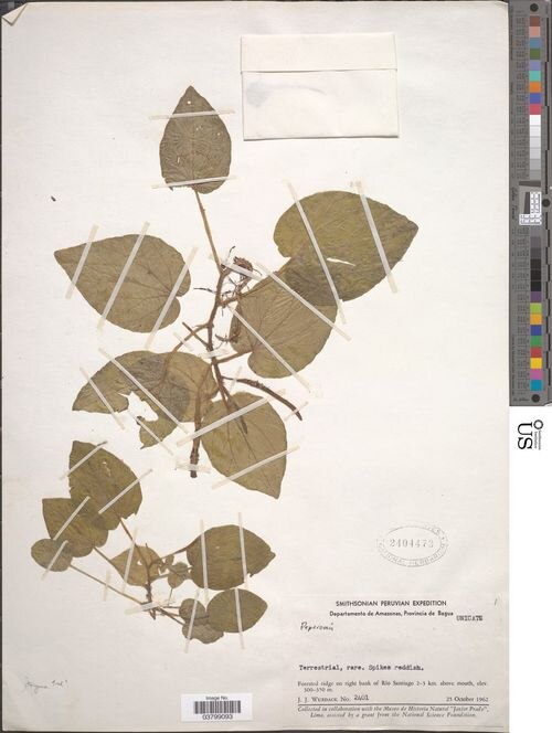 Peperomia itayana: species of peperomia