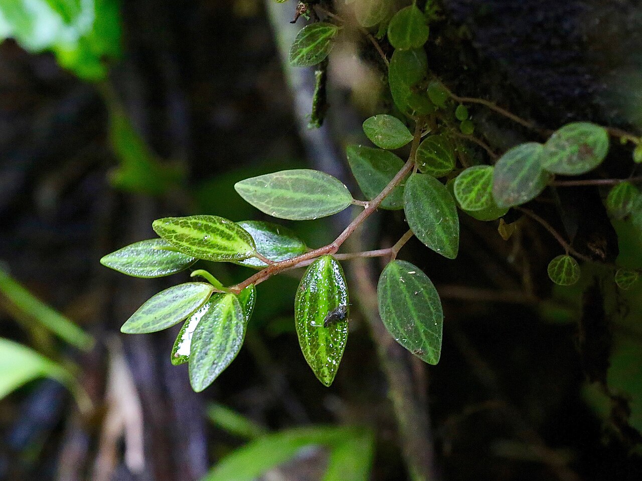 Peperomia jamesoniana: Ecuador, Napo Province, Misahualli, Jatun Sacha Biological Station, 8 km E of Misahualli; 450m.