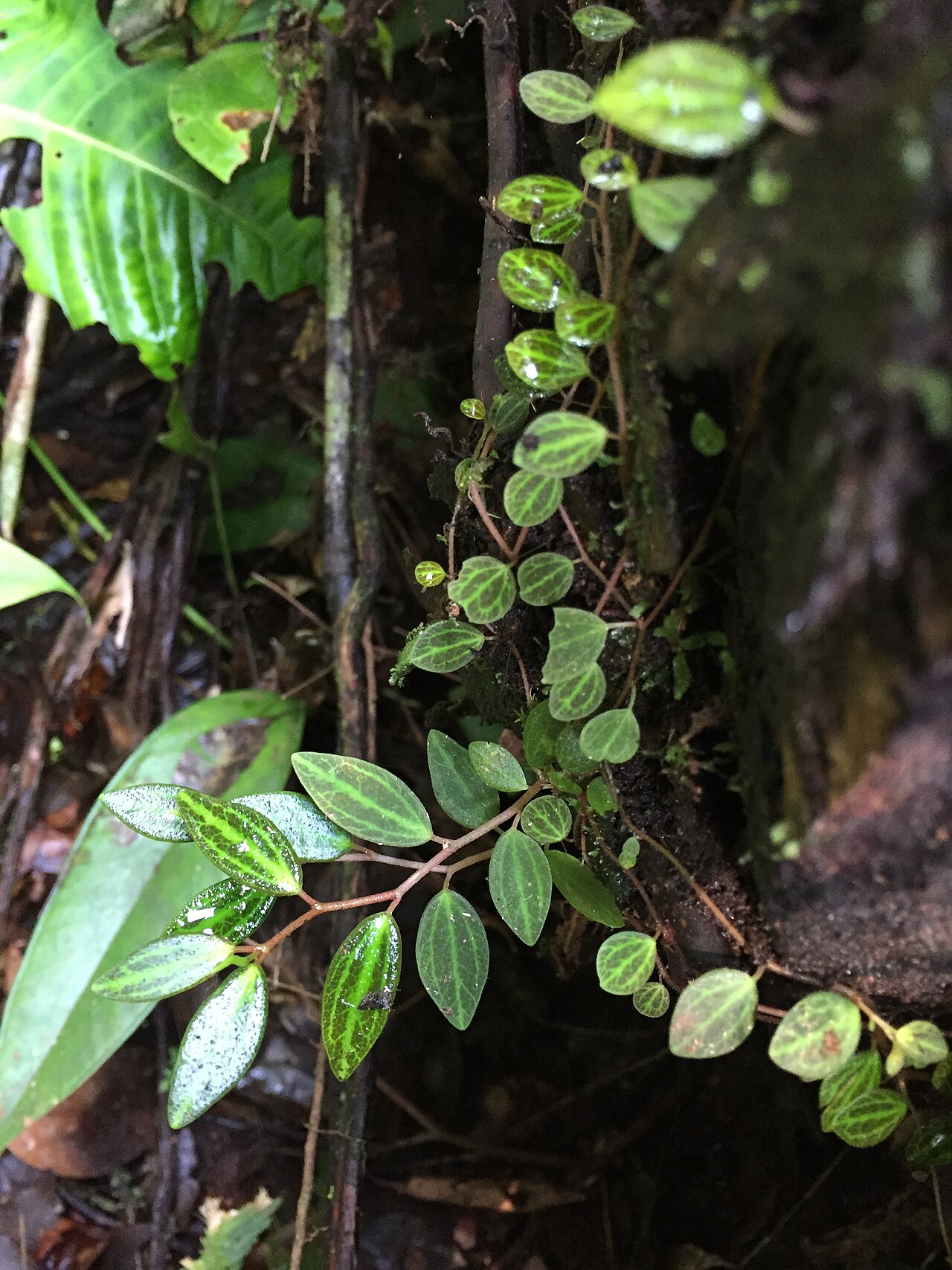 Peperomia jamesoniana: Ecuador, Napo Province, Misahualli, Jatun Sacha Biological Station, 8 km E of Misahualli; 450m.