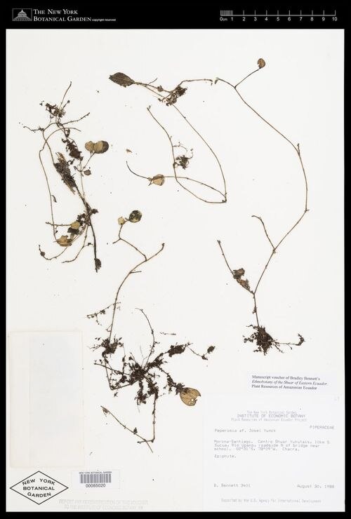 Peperomia josei: species of peperomima