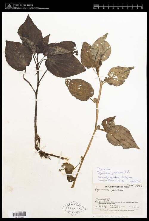 Peperomia juniniana: species of peperomia