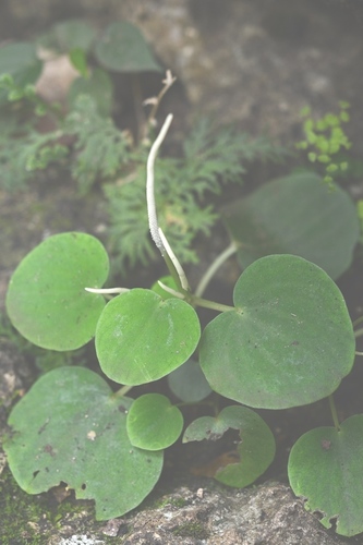 Peperomia lanceolatopeltata (Peperomia lanceolatopeltata)