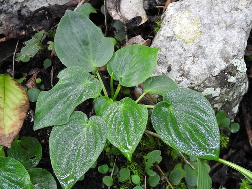 Peperomia lanceolatopeltata (Peperomia lanceolatopeltata)