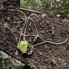 Peperomia lanceolatopeltata (Peperomia lanceolatopeltata)