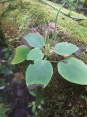 Peperomia lanceolatopeltata (Peperomia lanceolatopeltata)