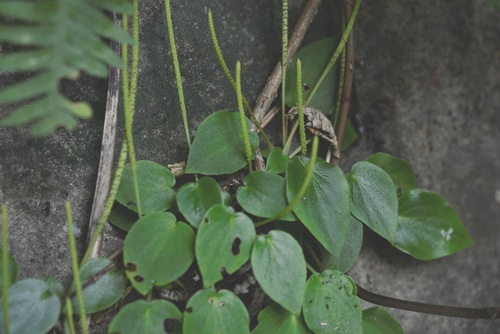 Peperomia lanceolatopeltata (Peperomia lanceolatopeltata)