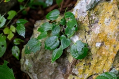 Peperomia lanceolatopeltata (Peperomia lanceolatopeltata)