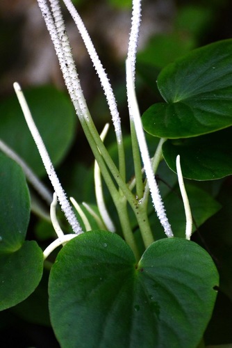Peperomia lanceolatopeltata (Peperomia lanceolatopeltata)
