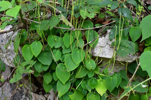 Peperomia lanceolatopeltata (Peperomia lanceolatopeltata)