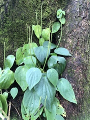 Peperomia lanceolatopeltata (Peperomia lanceolatopeltata)
