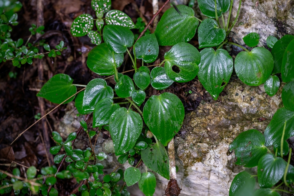 Peperomia lanceolatopeltata (Peperomia lanceolatopeltata)